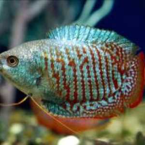 Gourami - съвместимост с други риби