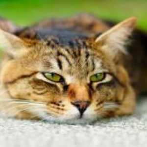 Хронична бъбречна недостатъчност при котки