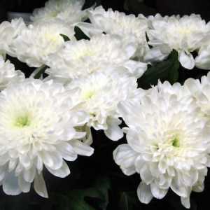 Хризантемата: тънкостите на грижи за едно цвете у дома