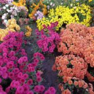 Хризантеми - засаждане и грижи в открито поле