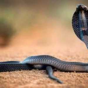 Резултатът от ухапване от черно-гърлена плюеща кобра