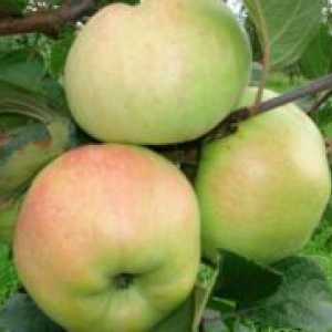 Apple Tree "герой" - описание на сорта