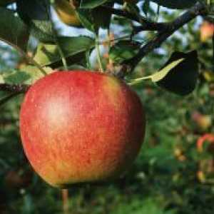 Ябълка - засаждане и грижи