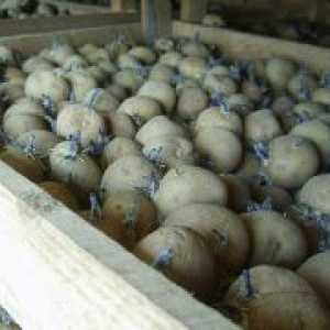Яровизация картофи преди засаждане