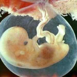Ембрион - 7 седмици