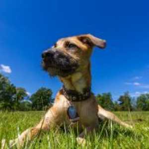 Енцефалит от кърлежи при кучета - Симптоми