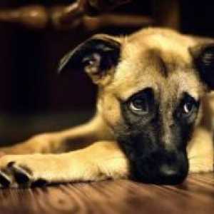 Енцефалит от кърлежи в Кучета - Симптоми