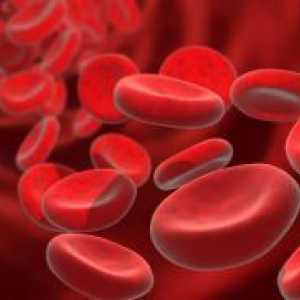 Червени кръвни телца в кръвта - в норма