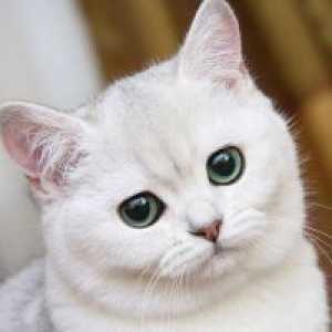 Защо мечтая за бяла котка?