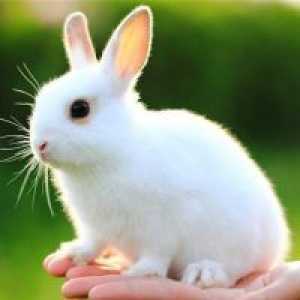 Защо сънувам бял заек?