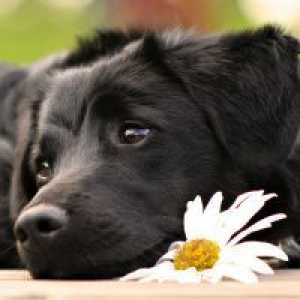 Защо сънувам черно куче?