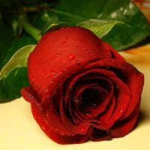 Защо мечтата на една червена роза?