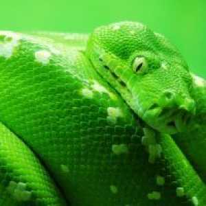 Защо сънувам змия?