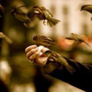 Защо мечтая за една птица в ръката?