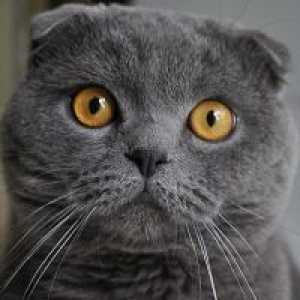 Защо сънувам сива котка?