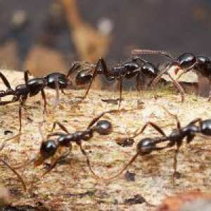 Защо мечтаят за мравките?
