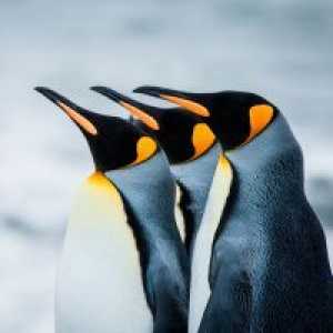 Защо мечтая за пингвини?