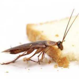 Защо мечтата на хлебарки?