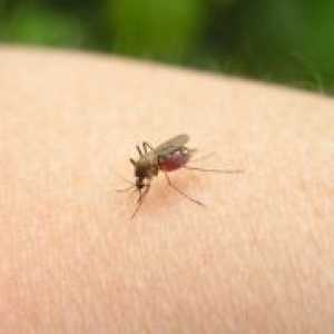 Как да се отървем от ухапване от комар?