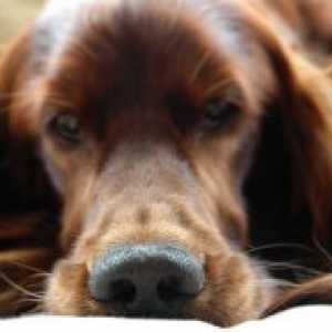 Как за лечение на хрема в едно куче?