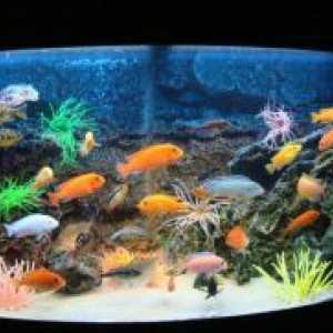 Как да променя водата в аквариума с риба?