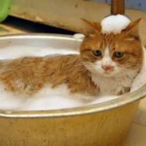 Как да се измие една котка?