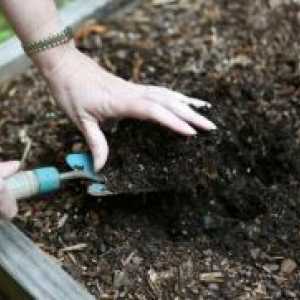 Как да се дезинфекцират почвата в градината?