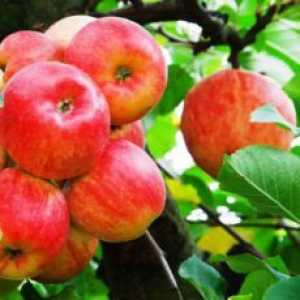 Как да се намали ябълково дърво през пролетта?