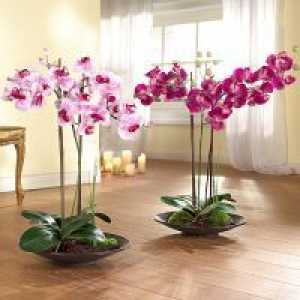 Как да отрежете орхидеята след цъфтежа?