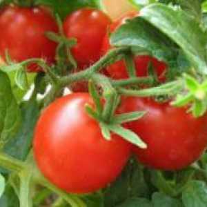 Как да се намали доматите в оранжерията?