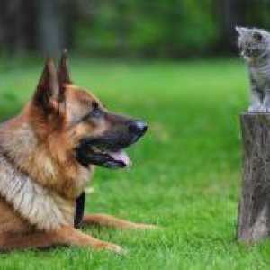 Как да станем приятели от котки и кучета?