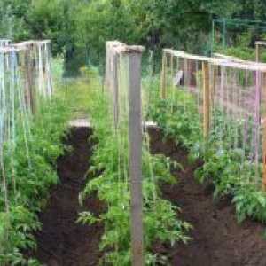Как да се връзвам домати в открито поле?