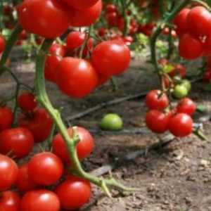 Как да се връзвам домати в оранжерия, без колове?