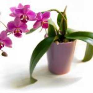 Как да поливам орхидеи в къщи?
