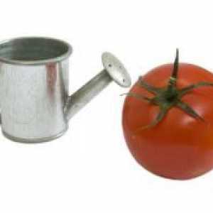 Как да напоява домати маята?