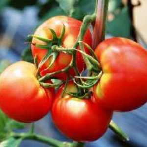 Как да се излее доматите в оранжерията поликарбонат?