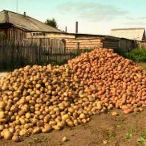 Как да получите добра реколта от картофи?