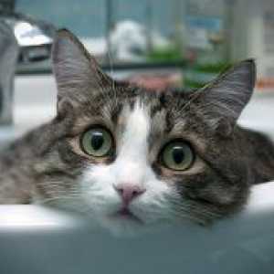 Как да се измие една котка, ако тя се страхува от вода?