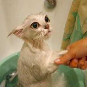 Как да се измие котенце?