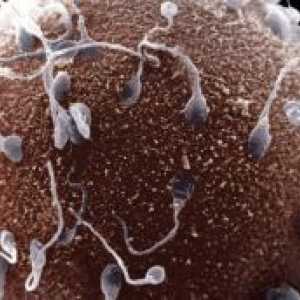 Как става сперматозоиди в яйцето?