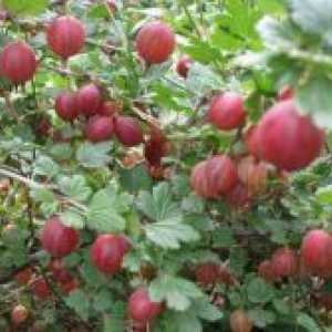Как да се засадят през есента на цариградско грозде?