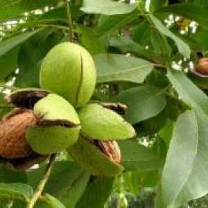 Как да се засади орех от плодовете?