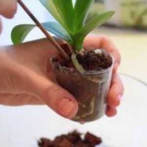 Как да се пресаждат орхидеите у дома?