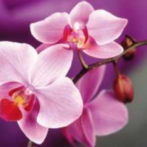 Как да поливам орхидеите?