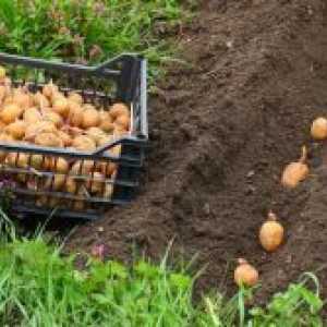 Как да се засадят картофи, за да получите добра реколта?