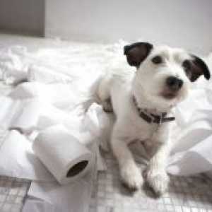 Как да научим кученцето до тоалетна?
