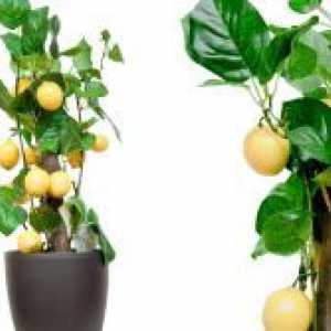 Как да се засадят лимон?