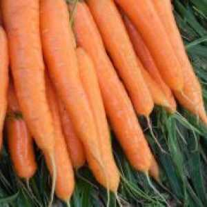 Как да се засадят моркови?
