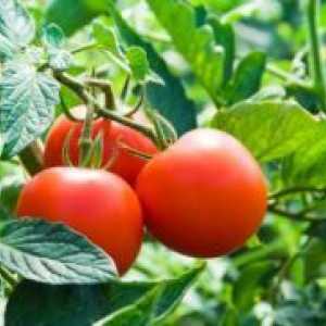Как да се ускори узряването домати в оранжерия?