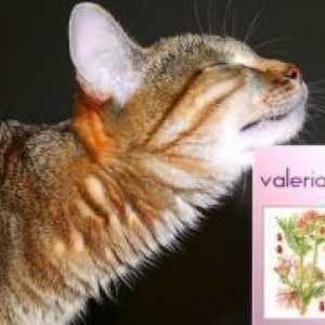 Като действа валериан на котки?